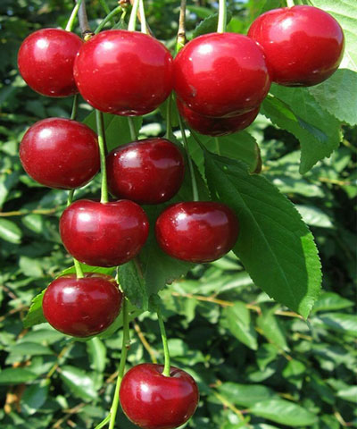 نهال آلبالو محلی