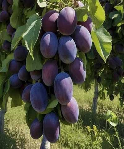 نهال آلو خورشتی