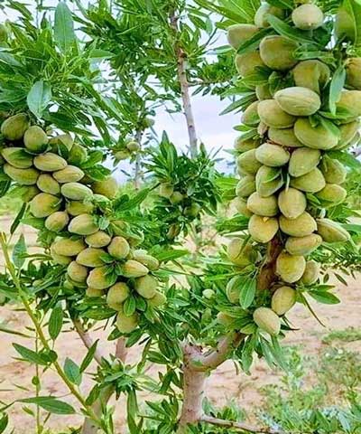 نهال بادام تونو ایتالیایی