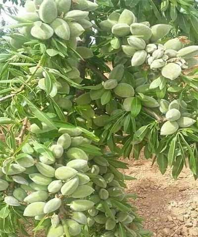 نهال بادام مامایی