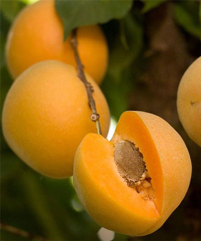 نهال زردآلو انبه ای