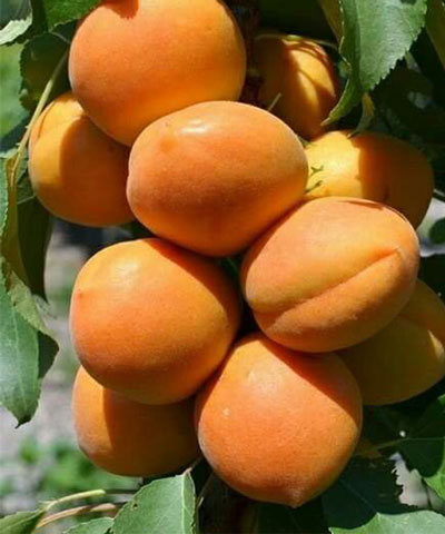 نهال زردآلو تبرزه