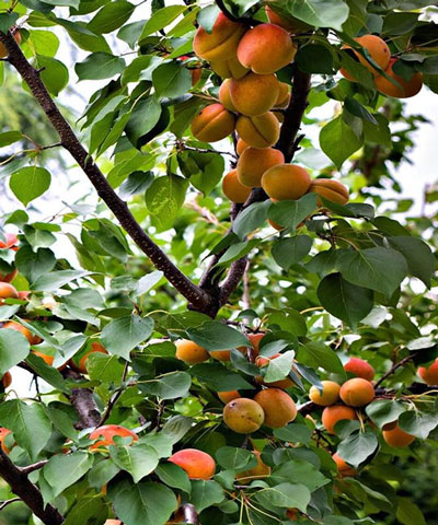 نهال زردآلو جهانگیری