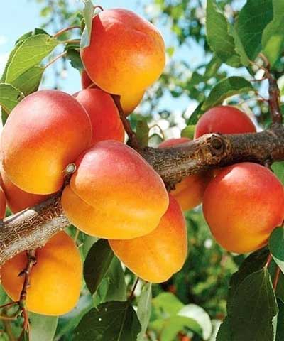 نهال زردآلو شاهرودی