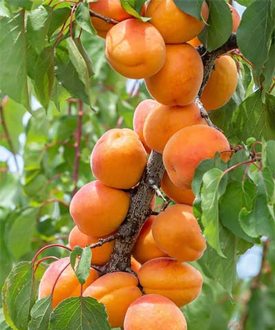 نهال زردآلو شکر‌پاره