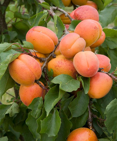نهال زردآلو عسگرآبادی