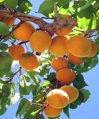 نهال زردآلو قیسی