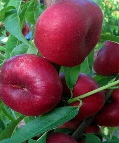 نهال شلیل انجیری
