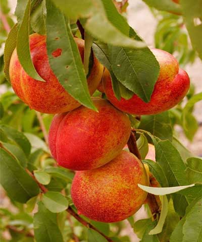 نهال شلیل شمس