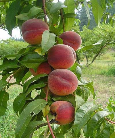 نهال هلو کاظمی