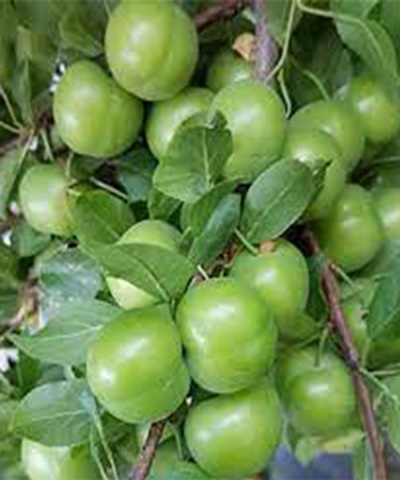 نهال گوجه سبز