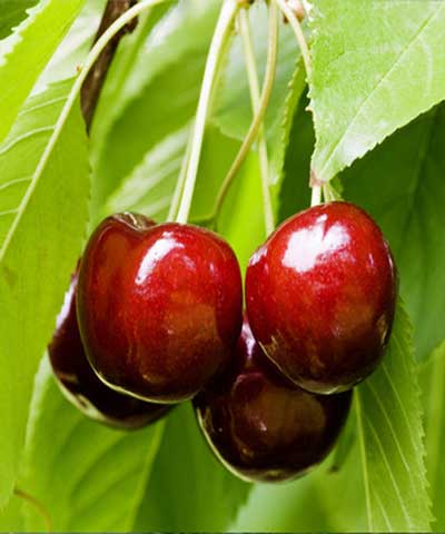 نهال گیلاس تکدانه