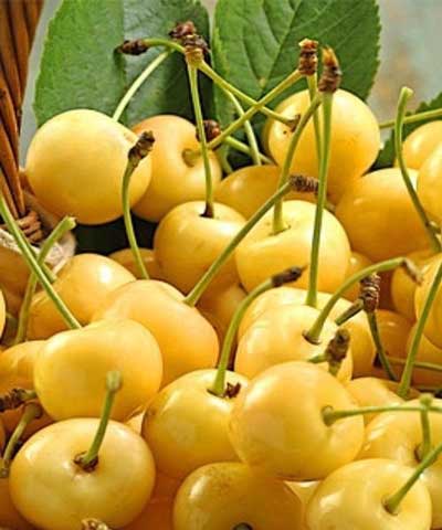 نهال گیلاس زرد اورمیه