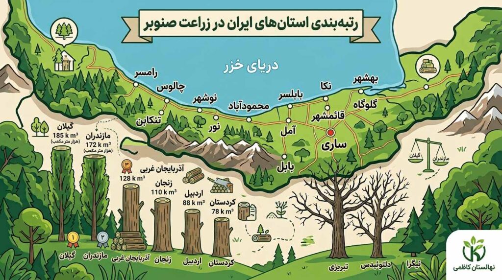 بهترین رقم صنوبر برای استان مازندران
