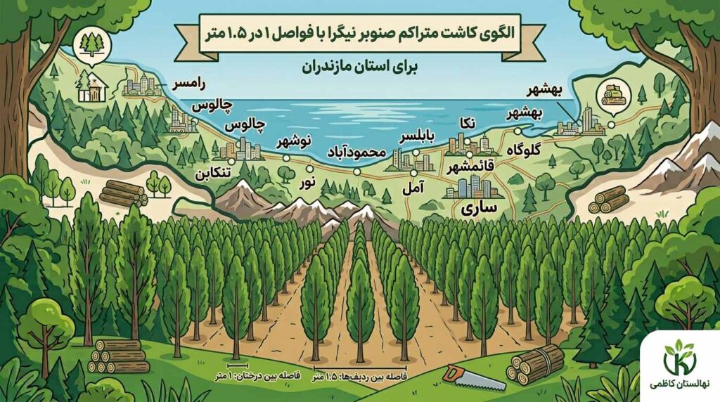 نهال صنوبر نیگرا با فاصله ۱ در ۱.۵ متر